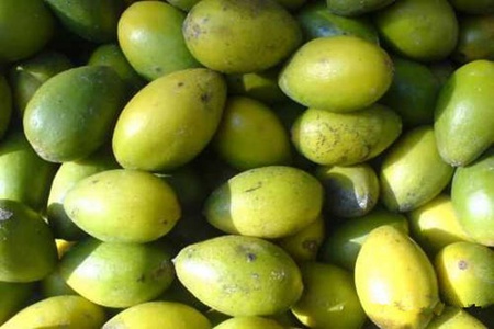 橄榄果的功效与作用,这五个女人吃橄榄的好处