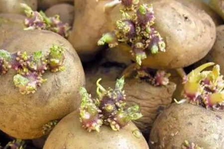 春季应该预防哪些食物中毒呢?这五个食物注意预防中毒发生