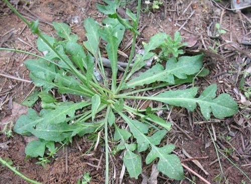野菜图片大全及名字