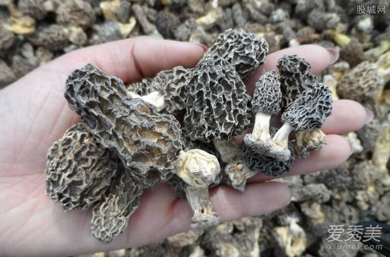 羊肚菌是什么东西 野生羊肚菌和种植羊肚菌的区别