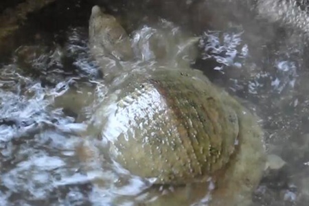 甲鱼怎么做法好吃，甲鱼烧鹌鹑蛋做法窍门