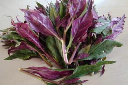 红背菜的功效与作用,这四个红背菜的营养价值及功效