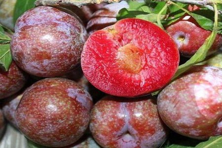 红心李子的功效和作用，这四个女人红心李子营养价值