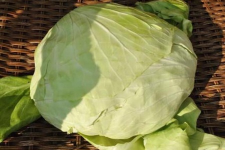 包菜的功效与作用,这五个女人吃包菜的营养价值