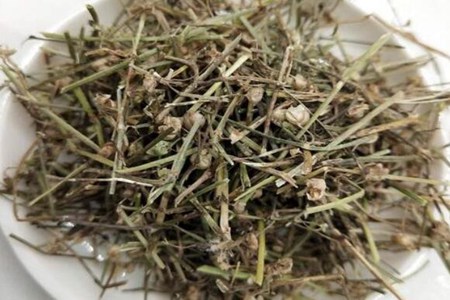 白花蛇舌草的功效与作用？这四个白花蛇舌草的药用功效