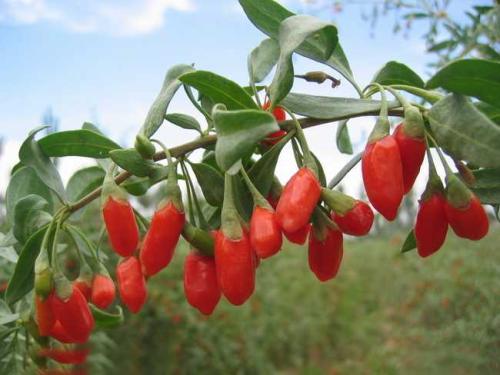 夏季补肾，6种夏季养肾佳品