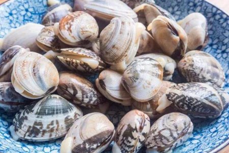 文蛤的功效与作用，这五个花蛤的营养价值功效