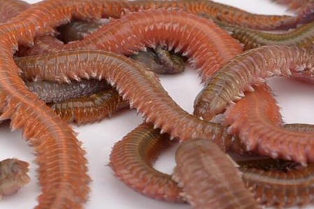 沙蚕的功效与作用，这五个女人吃沙蚕的药用价值