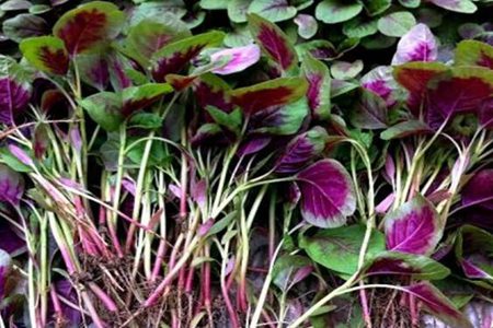 苋菜的功效与作用,这五个吃苋菜的营养成分和功效