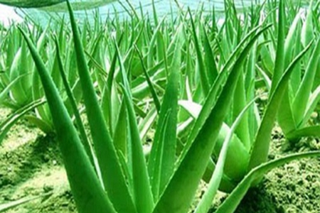 怀孕期间的“六不吃”,即使再美味都别食用