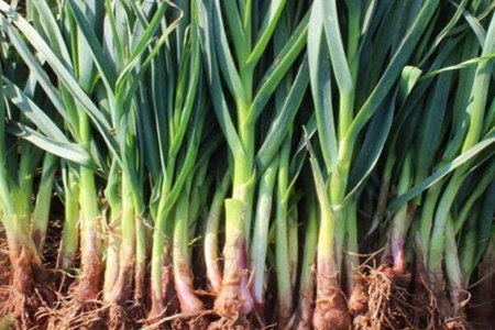 蒜苗的功效与作用,这五个蒜苗的营养价值及功效