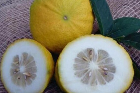香橼的功效与作用,这五个香橼的药用价值