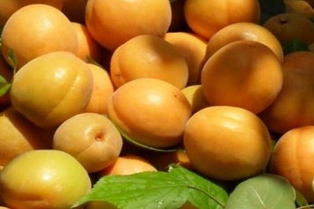 杏子的功效和作用是什么?五个女人吃杏子的营养价值