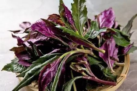 红背菜的功效与作用,这四个红背菜的营养价值及功效