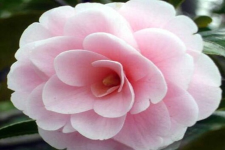 山茶花的功效和作用,这五个山茶花的好处和坏处