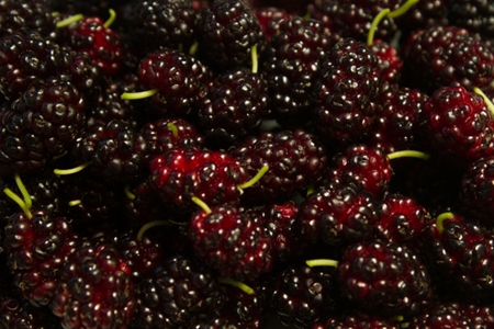 桑葚的功效与作用,这三个桑葚禁忌与副作用