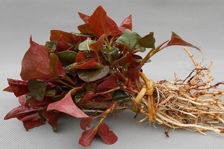 尿酸高吃什么？每天坚持吃一些这5样能起到降低尿酸的作用