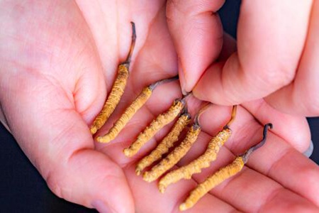 冬虫夏草怎么吃?这四个吃饭滋补效果极佳