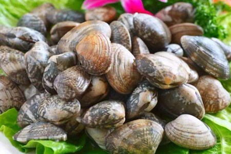 文蛤的功效与作用，这五个花蛤的营养价值功效