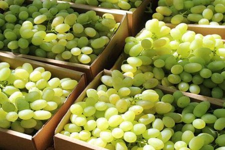 青提子的功效与作用,这五个女人吃青提子的好处