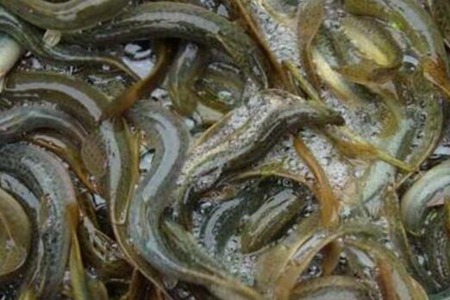男人吃什么补精子最好最快?这四种食物能补肾益精