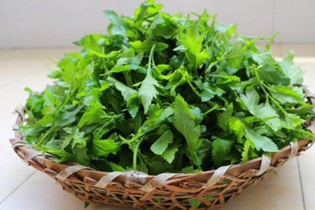 菊花脑的功效与作用,这三个女人吃菊花脑的营养价值