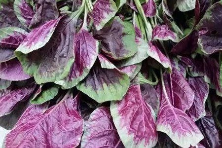 吃什么蔬菜最补血?常见的五种蔬菜可以补血快气色好