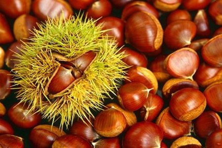 栗子的营养价值与功效?这五个功效强筋壮骨补气养血