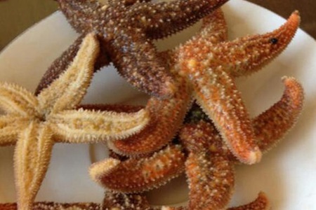 海星的功效与作用,这五个女人吃海星的营养价值及功效