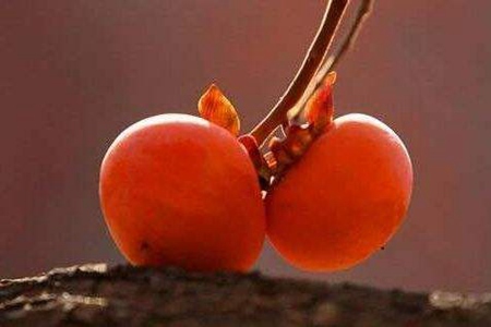 柿子不能和什么一起吃?这五个吃柿子不能吃的食物