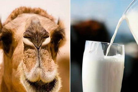 骆驼奶的功效和作用,这五个骆驼奶对女人的好处