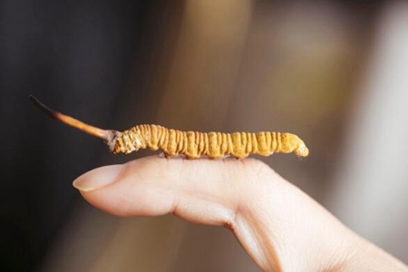 冬虫夏草怎么吃?这四个吃饭滋补效果极佳