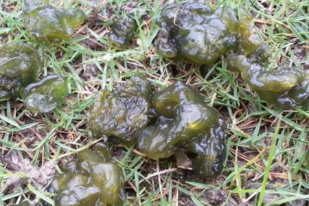 地耳的功效与作用,这四个女人吃地皮菜的营养价值