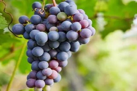 什么水果养胃?这五个水果有助修复胃黏膜