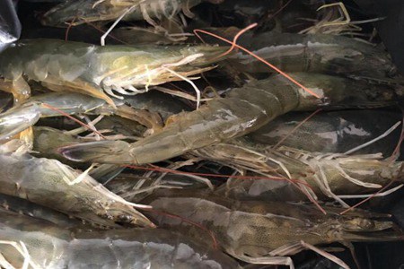 男人精子弱吃什么调理?这五个调理男人精子弱的食物