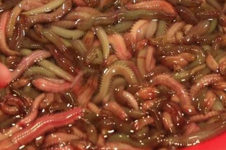 沙蚕的功效与作用，这五个女人吃沙蚕的药用价值