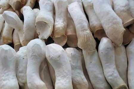 杏鲍菇的功效与作用,五个女人吃杏鲍菇的营养价值