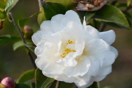 山茶花的功效和作用,这五个山茶花的好处和坏处