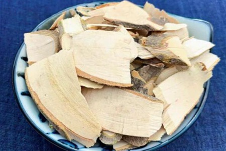 毛冬青的功效与作用,这五个女人喝毛冬青的药用价值