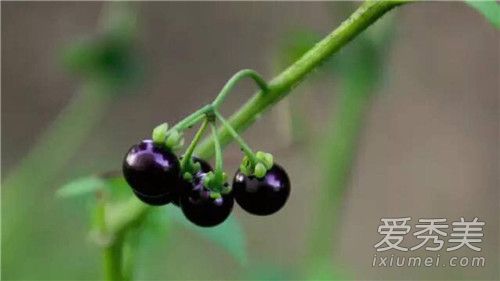 龙葵是黑枸杞吗 龙葵怎么吃抗癌好