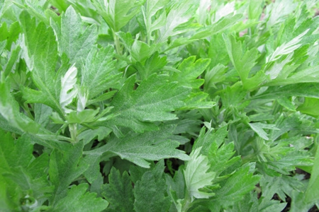 艾叶泡脚的功效与作用,这5大好处给身体保健效果