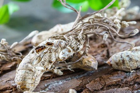 金蝉花功效与作用，这五个女人吃金蝉花的营养功效