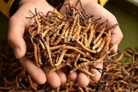 冬虫夏草的功效与作用,这四个功效美容养颜静心安神