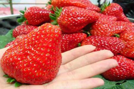 肝火旺吃什么可以降肝火?这四个食物多吃能降火保肝